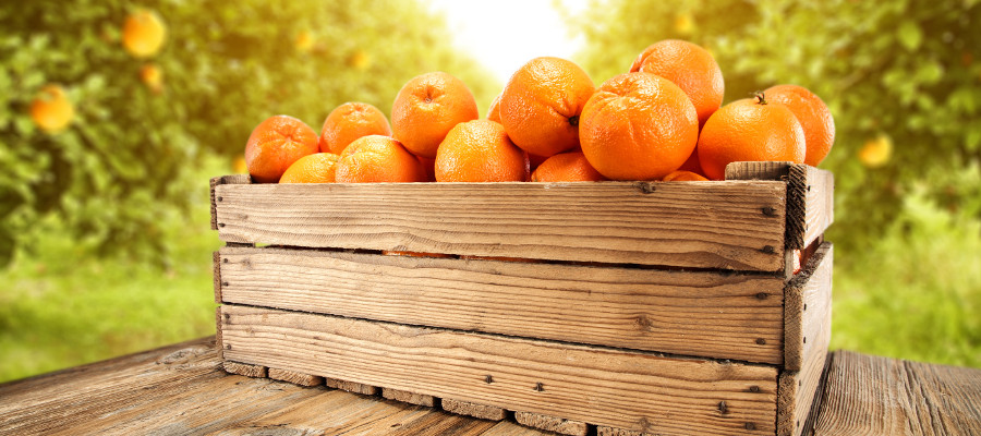 Producción ecológica fruta