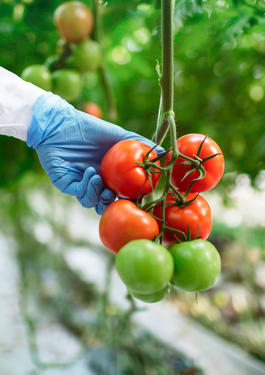 Seguridad Alimentaria