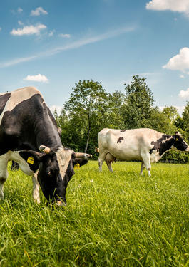 Producción Primaria