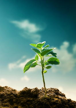 Certificación de origen responsable