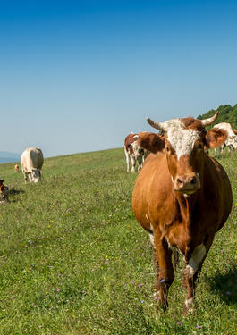 Bienestar animal certificación PAWS PROVACUNO