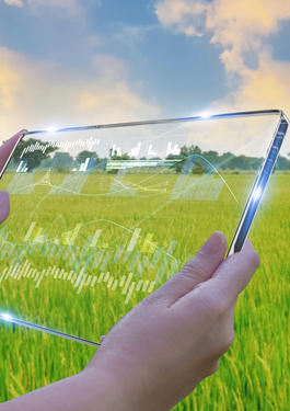 Productos básicos agrícolas