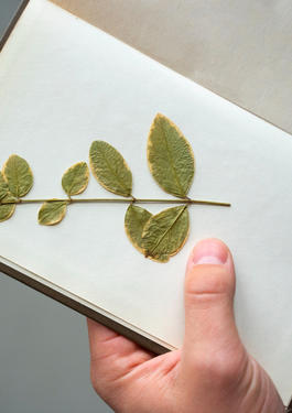 Verificacion de informes de sostenibilidad VES