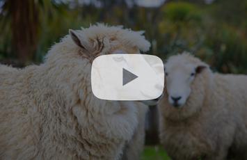 webinar bienestar animal