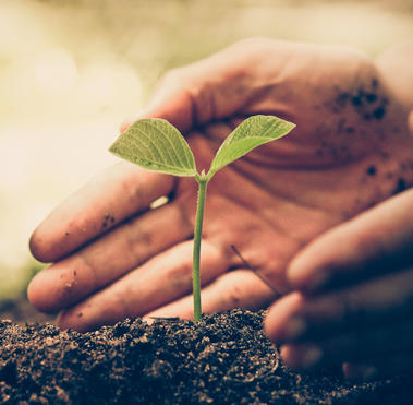 Sostenibilidad & Medioambiente