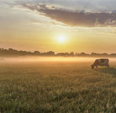 Certificación Bienestar animal Wellfair