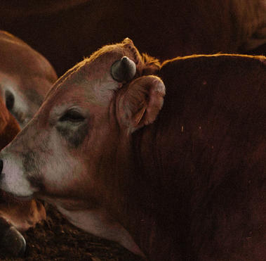 Certificacion Welfair bienestar animal Bos Nostrum