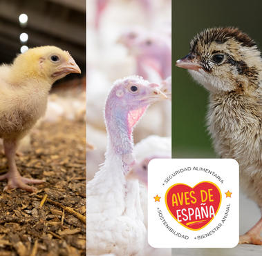Bienestar animal avicola composicion