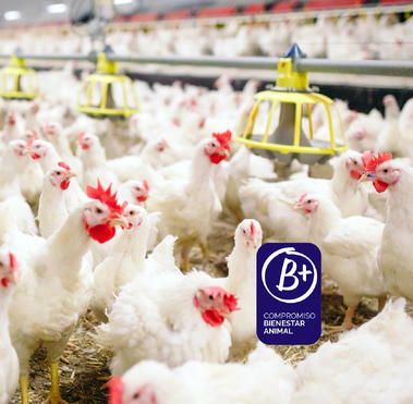 Avianza Animal Welfare Spain