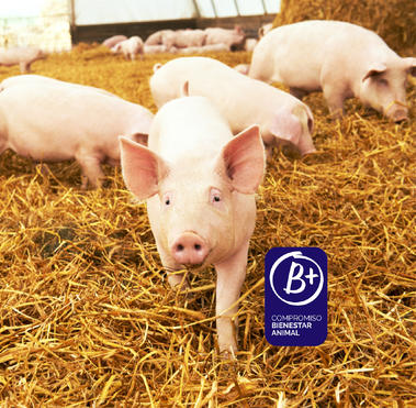 Bienestar animal INTERPORC 